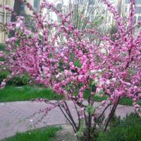 /photo/637611/曾经几何/2012-04-03 09.20.14_1_1_small.jpg